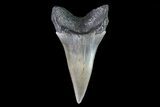 Fossil Mako Shark Tooth - Georgia #75103-1